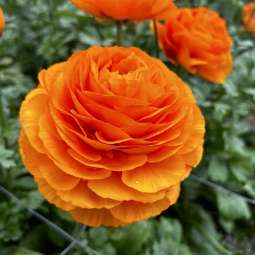 Ranunculus asiaticus Romance Digne® - Persian buttercup