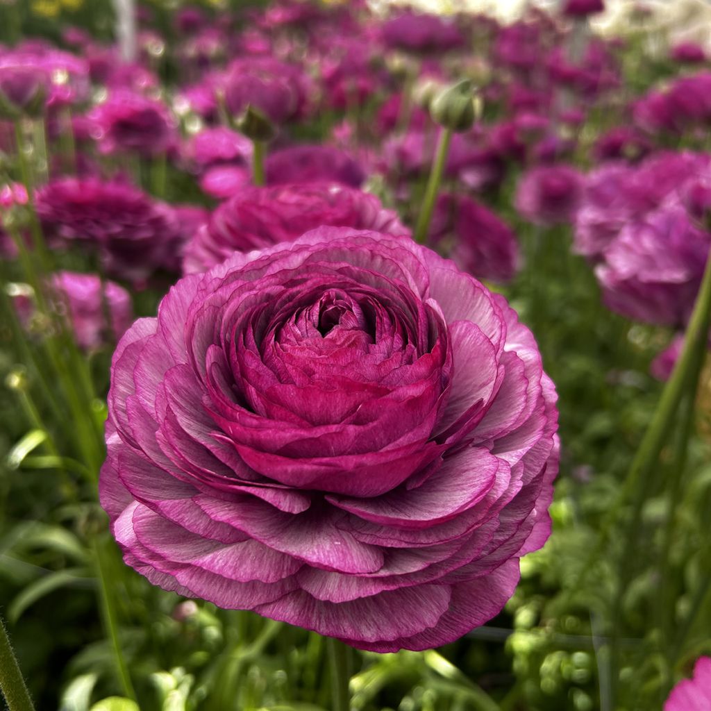 Ranunculus asiaticus Romance Loubeyres® - Persian buttercup