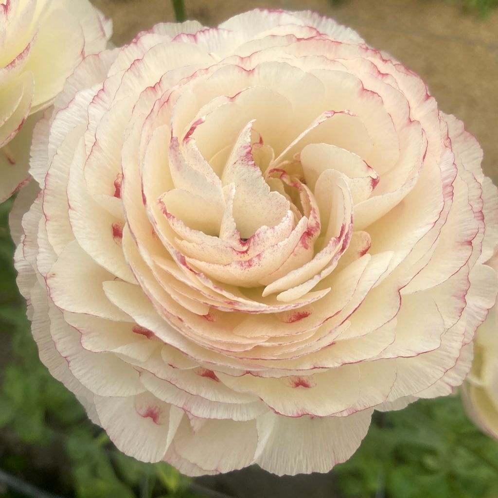 Ranunculus asiaticus Romance Orleans® - Persian buttercup