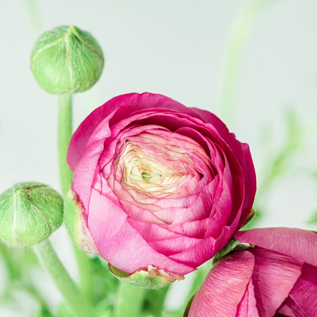 Ranunculus hybrida Vortex F1 Hot Pink - Persian Buttercup