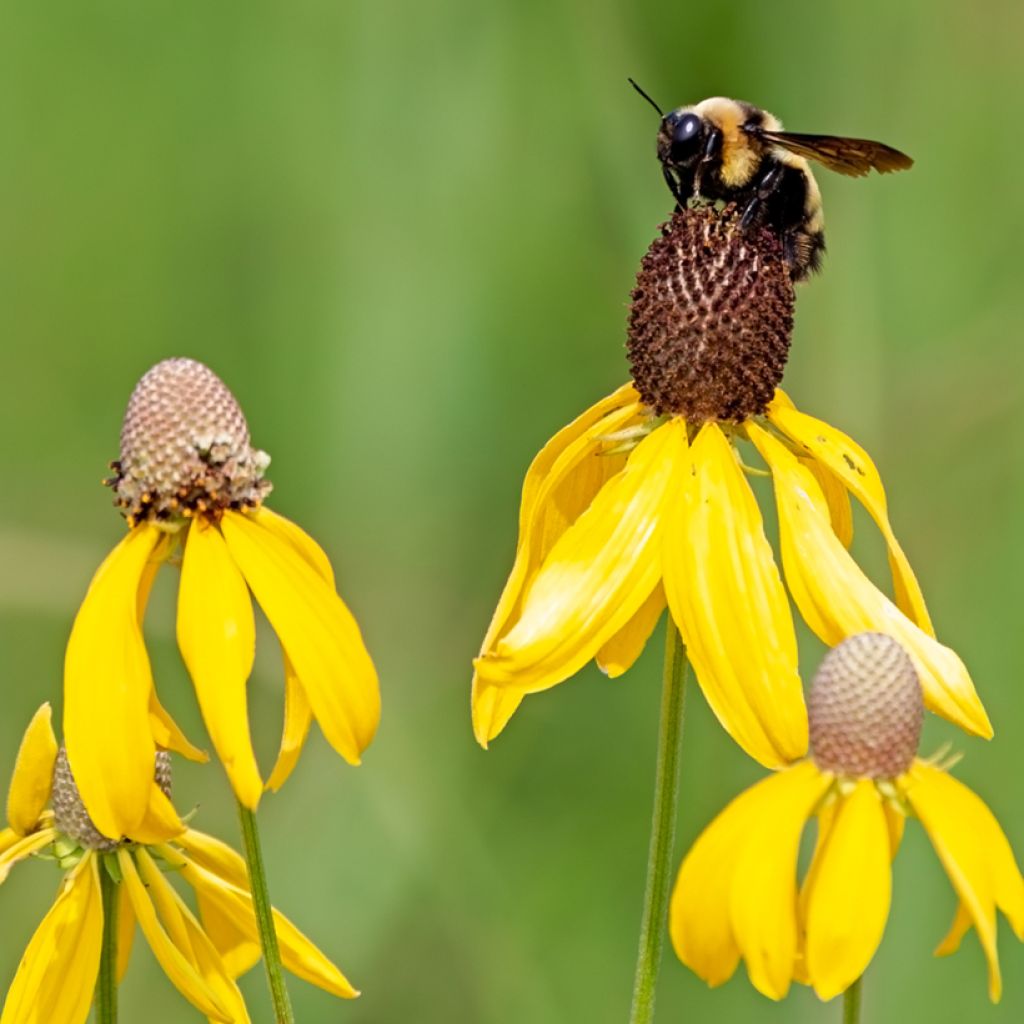 Ratibida pinnata - Yellow Coneflower