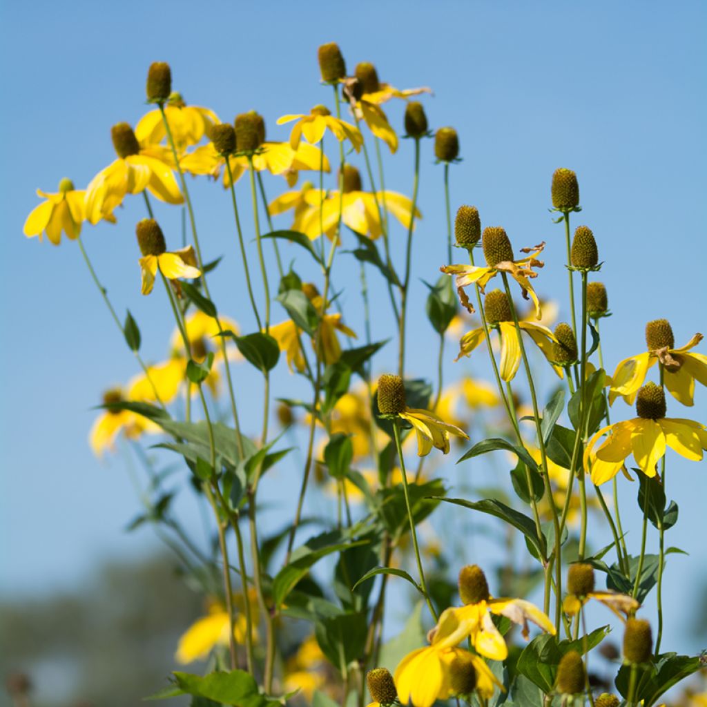 Ratibida pinnata - Yellow Coneflower