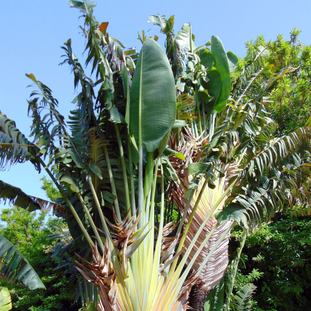 Ravenala madagascariensis  - Traveller's palm