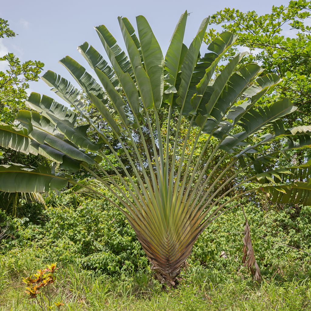 Ravenala madagascariensis seeds - Traveller's palm
