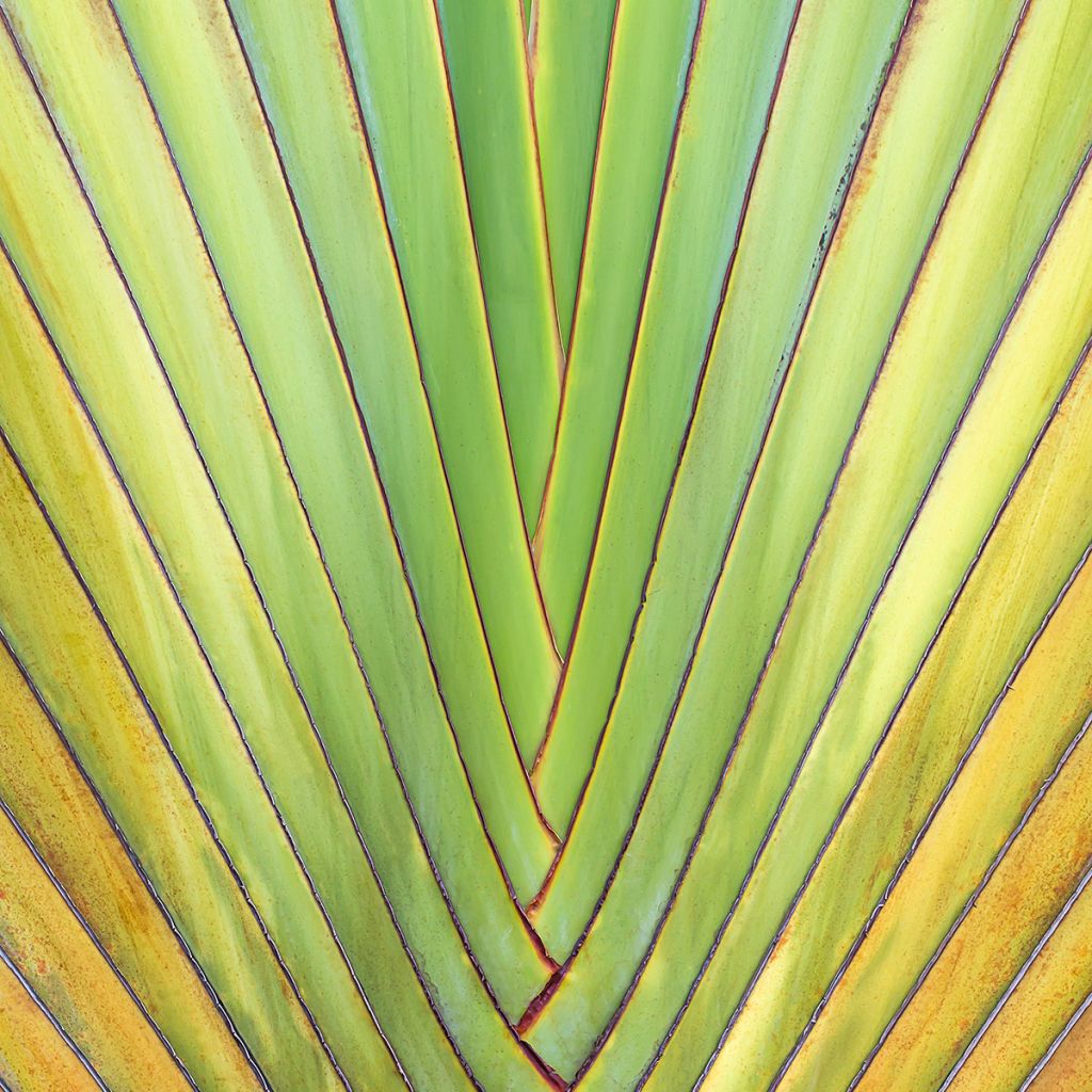 Ravenala madagascariensis seeds - Traveller's palm