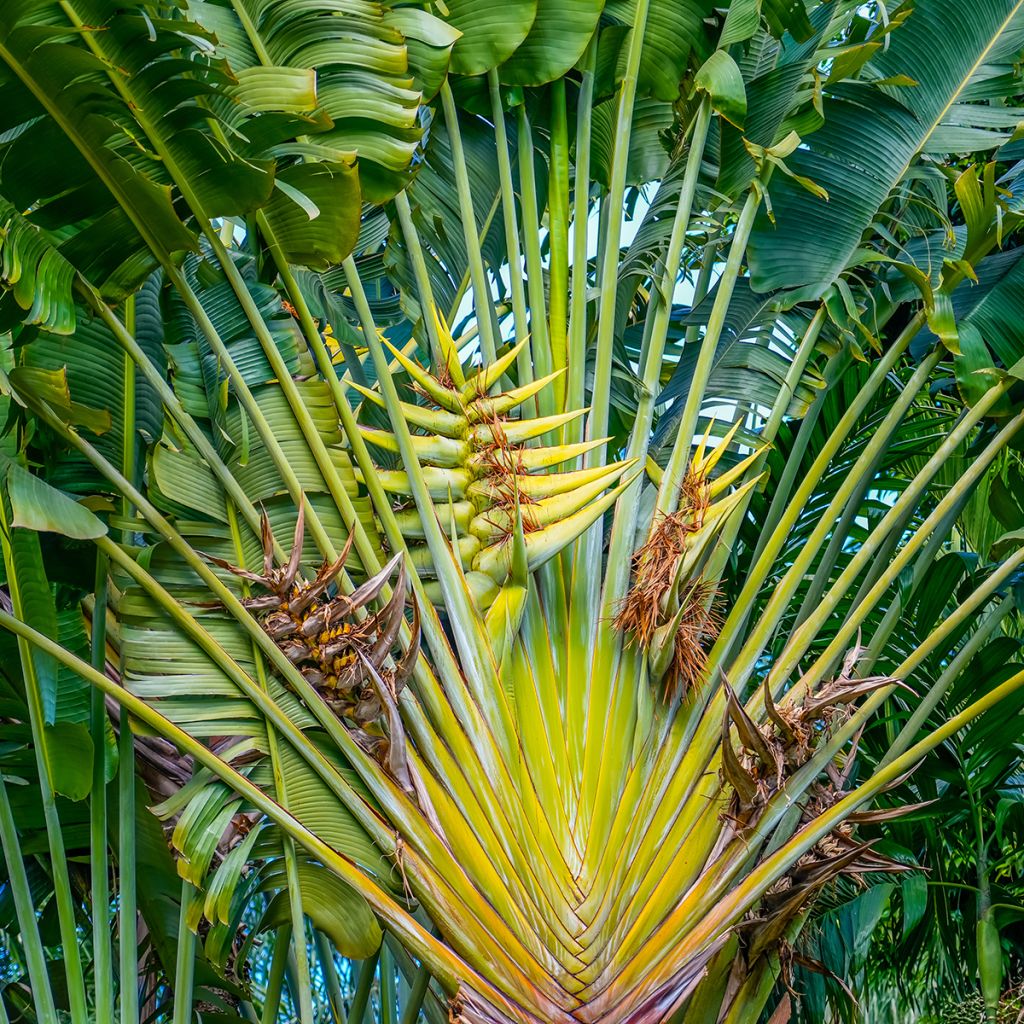 Ravenala madagascariensis seeds - Traveller's palm