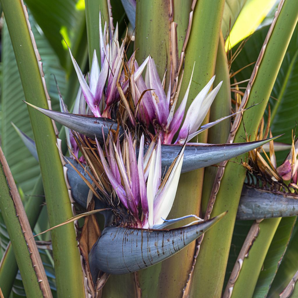Ravenala madagascariensis seeds - Traveller's palm