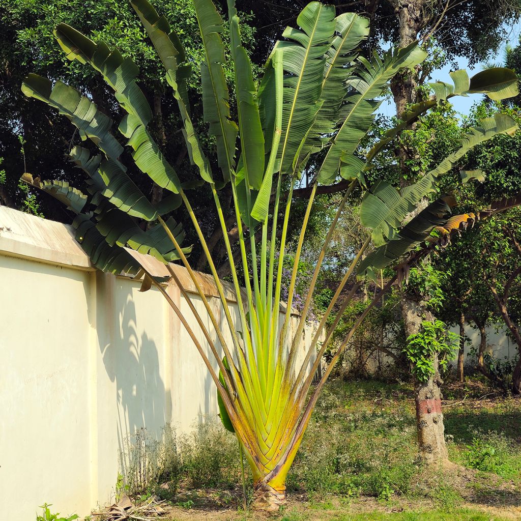 Ravenala madagascariensis seeds - Traveller's palm