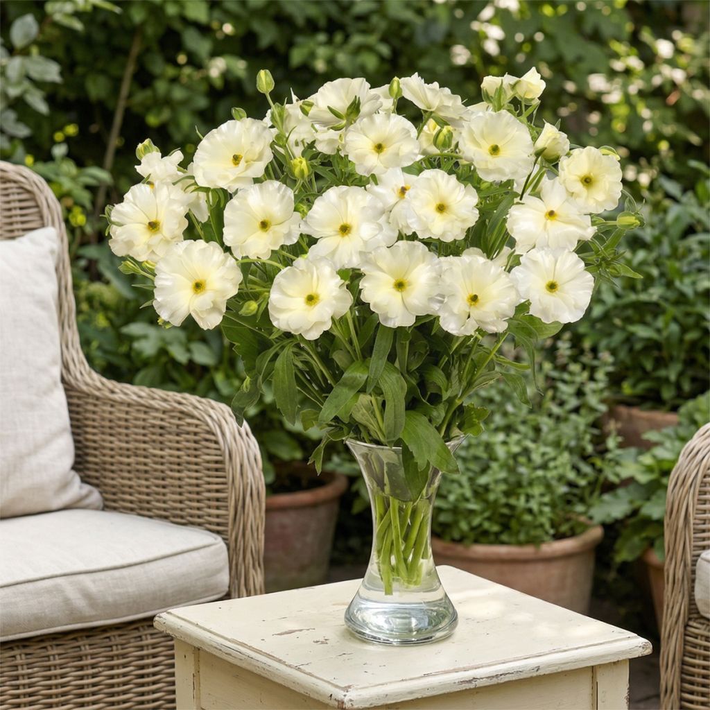 Ranunculus asiaticus Butterfly Graces® - Persian Buttercup