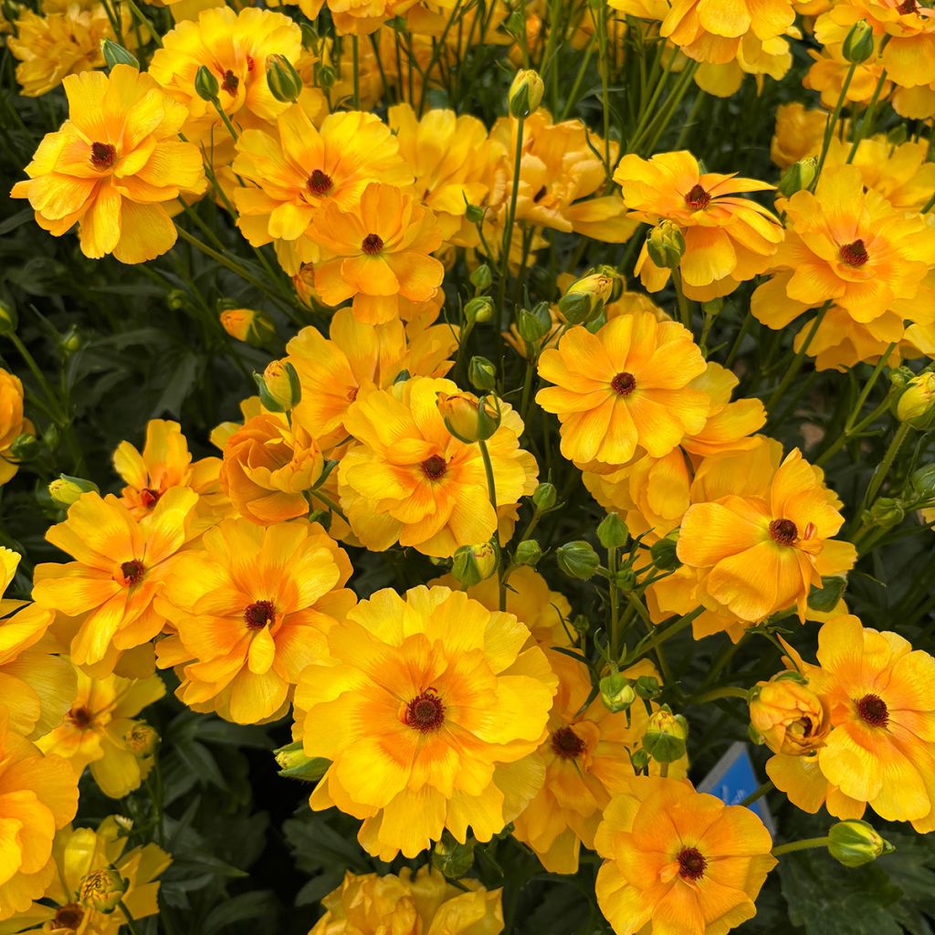 Ranunculus asiaticus Butterfly Minerva® - Persian buttercup