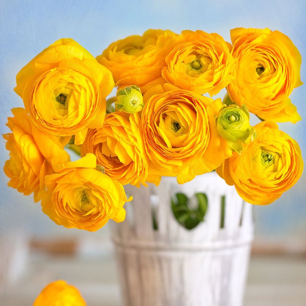 Ranunculus asiaticus Yellow - Persian Buttercup