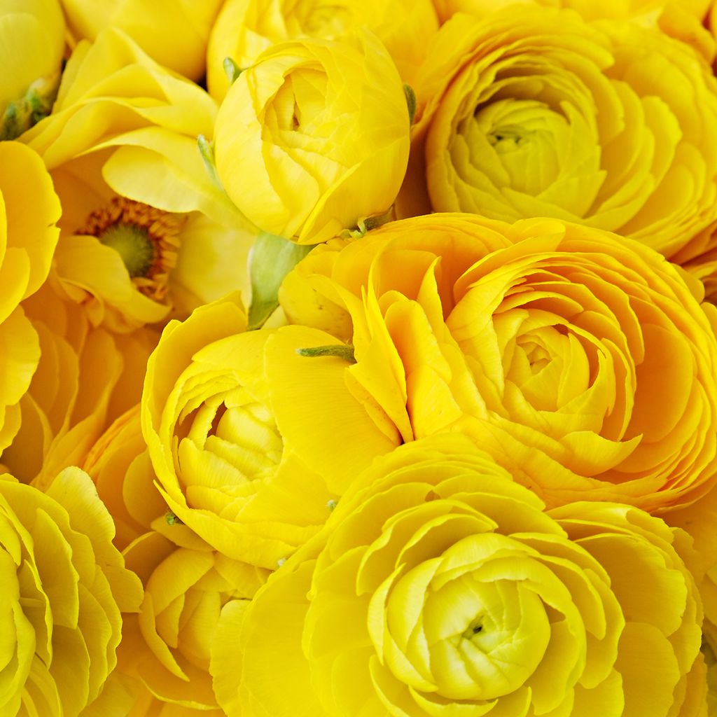 Ranunculus asiaticus Yellow - Persian Buttercup