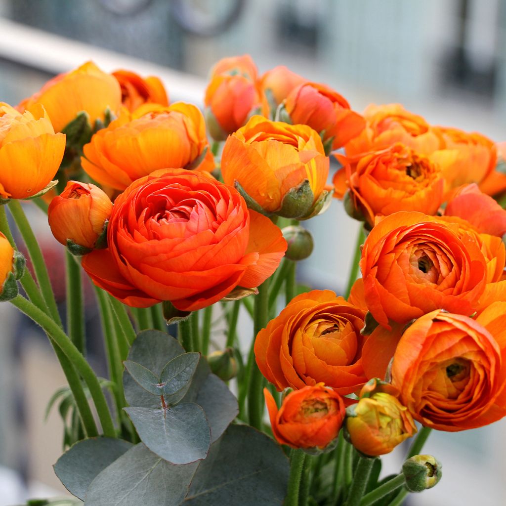 Ranunculus asiaticus Orange - Persian Buttercup