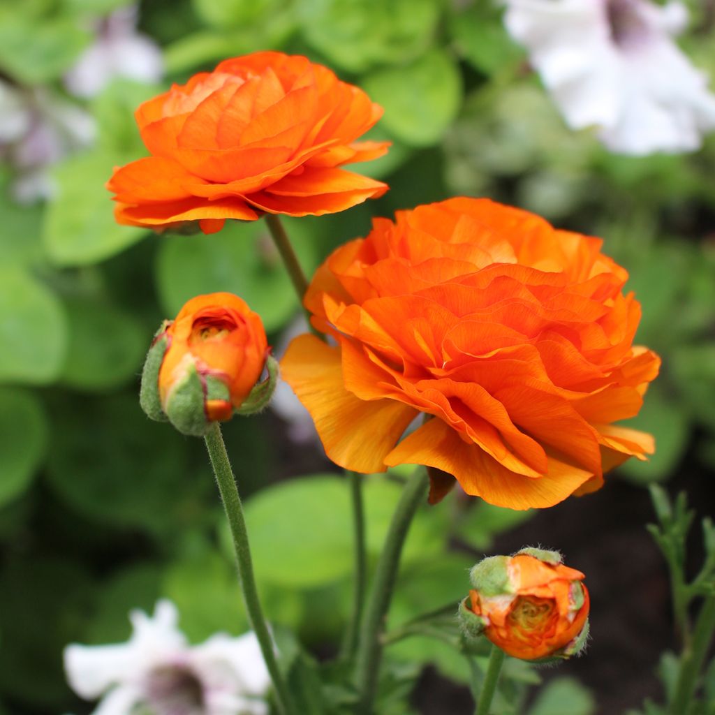 Ranunculus asiaticus Orange - Persian Buttercup