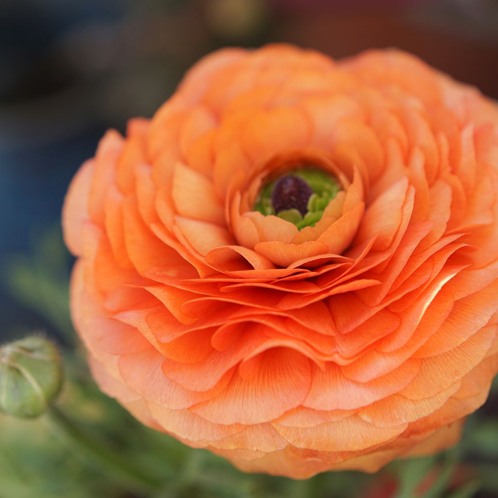 Ranunculus asiaticus Orange - Persian Buttercup