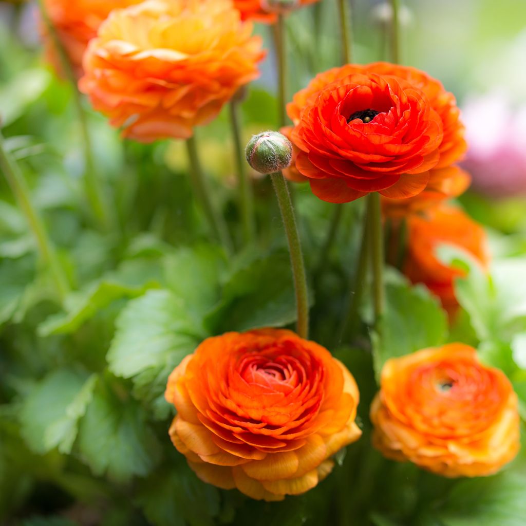 Ranunculus asiaticus Orange - Persian Buttercup