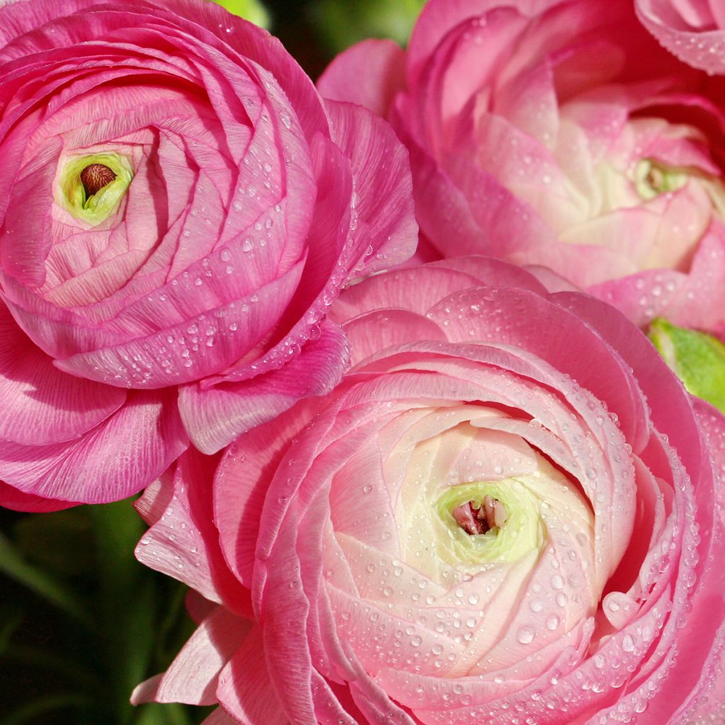 Ranunculus asiaticus Pink-flowered - Persian Buttercup