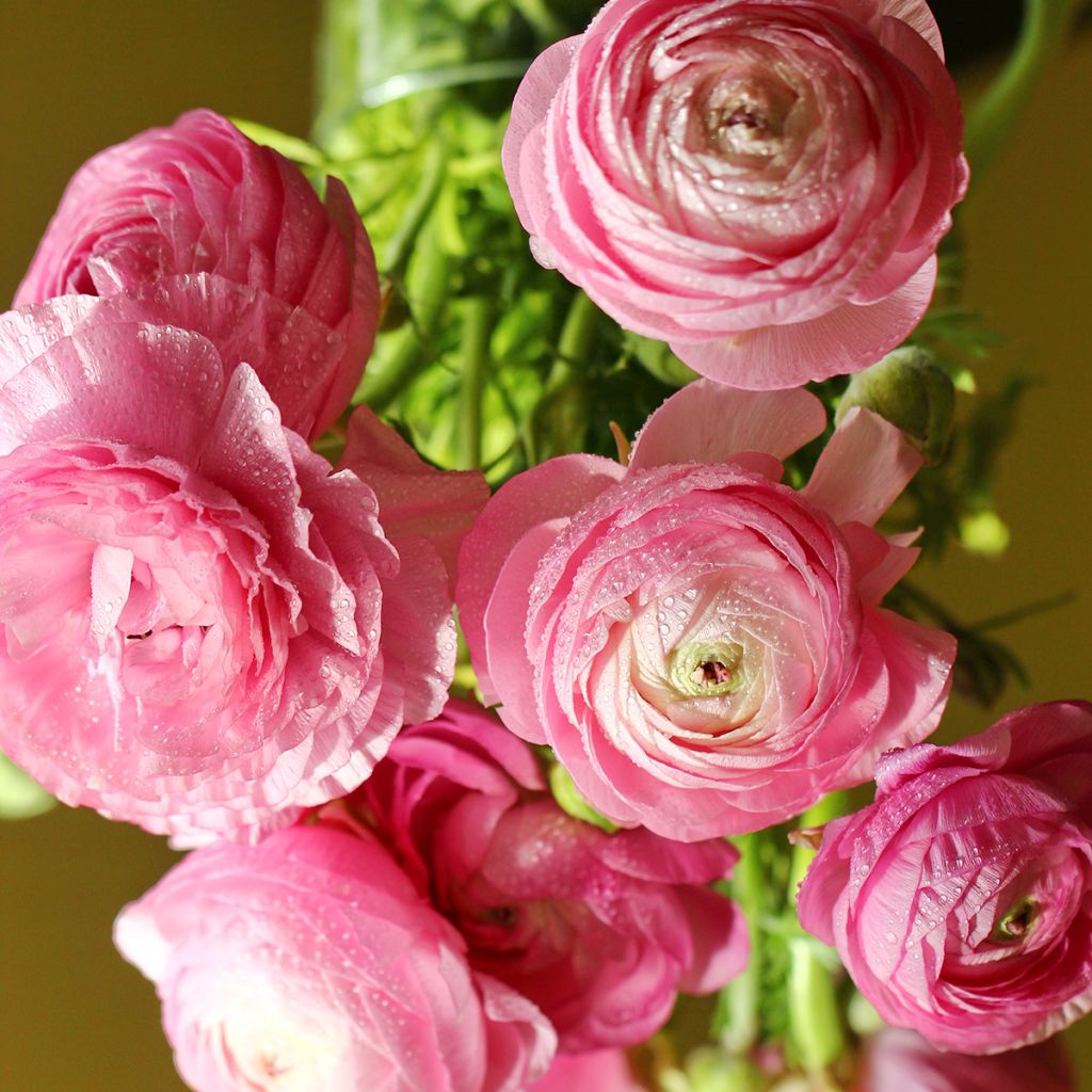 Ranunculus asiaticus Pink-flowered - Persian Buttercup