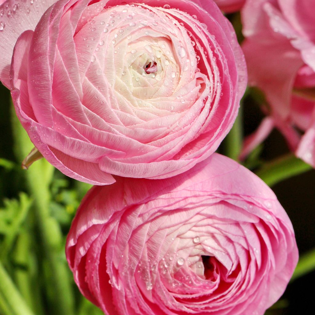 Ranunculus asiaticus Pink-flowered - Persian Buttercup