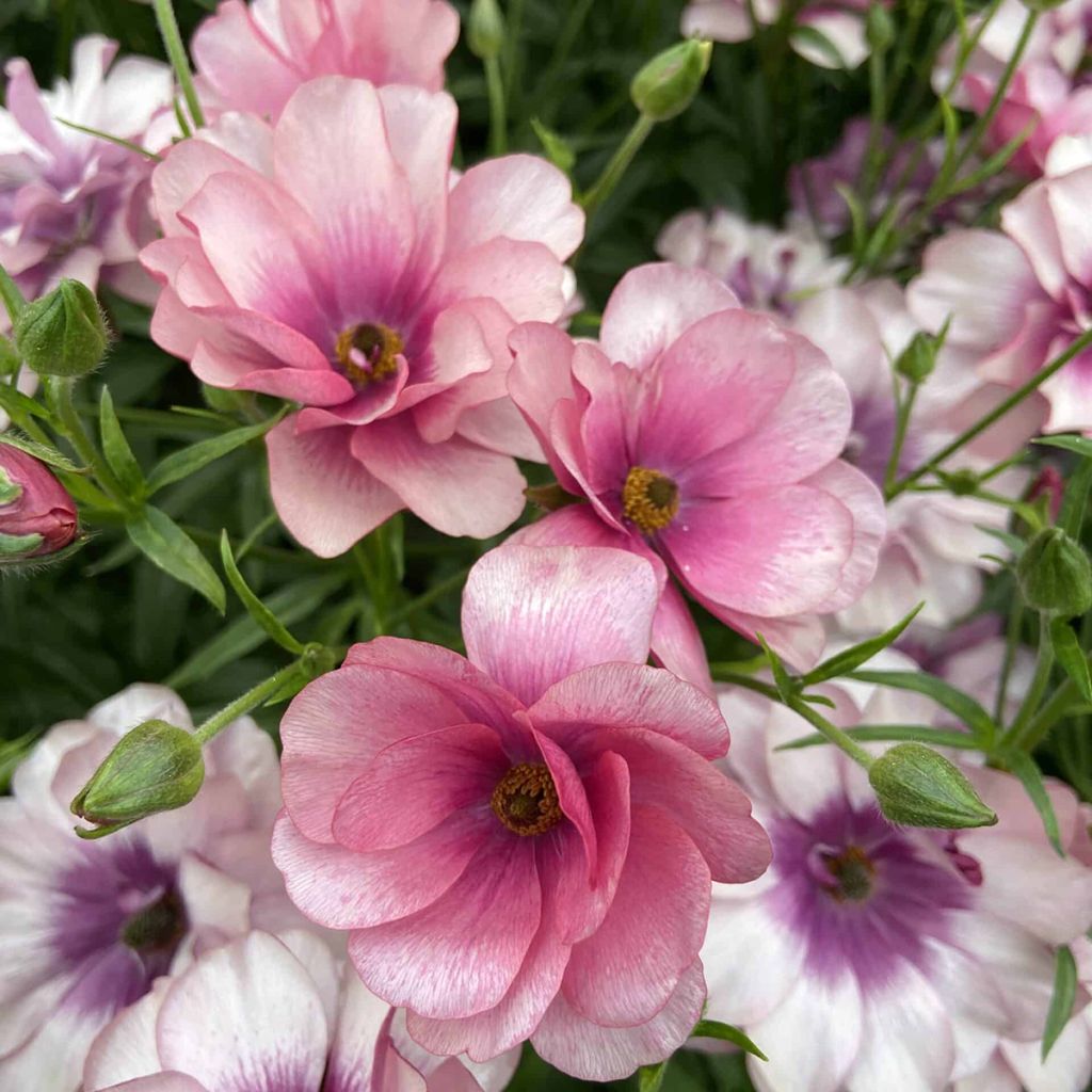 Ranunculus asiaticus Butterfly Thiva® - Persian buttercup
