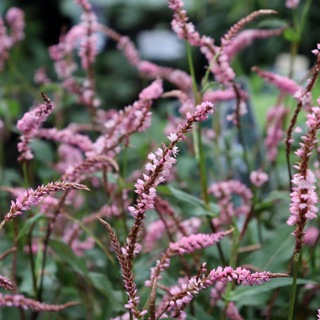 Persicaria amplexicaulis Pink Elephant - Mountain Fleece