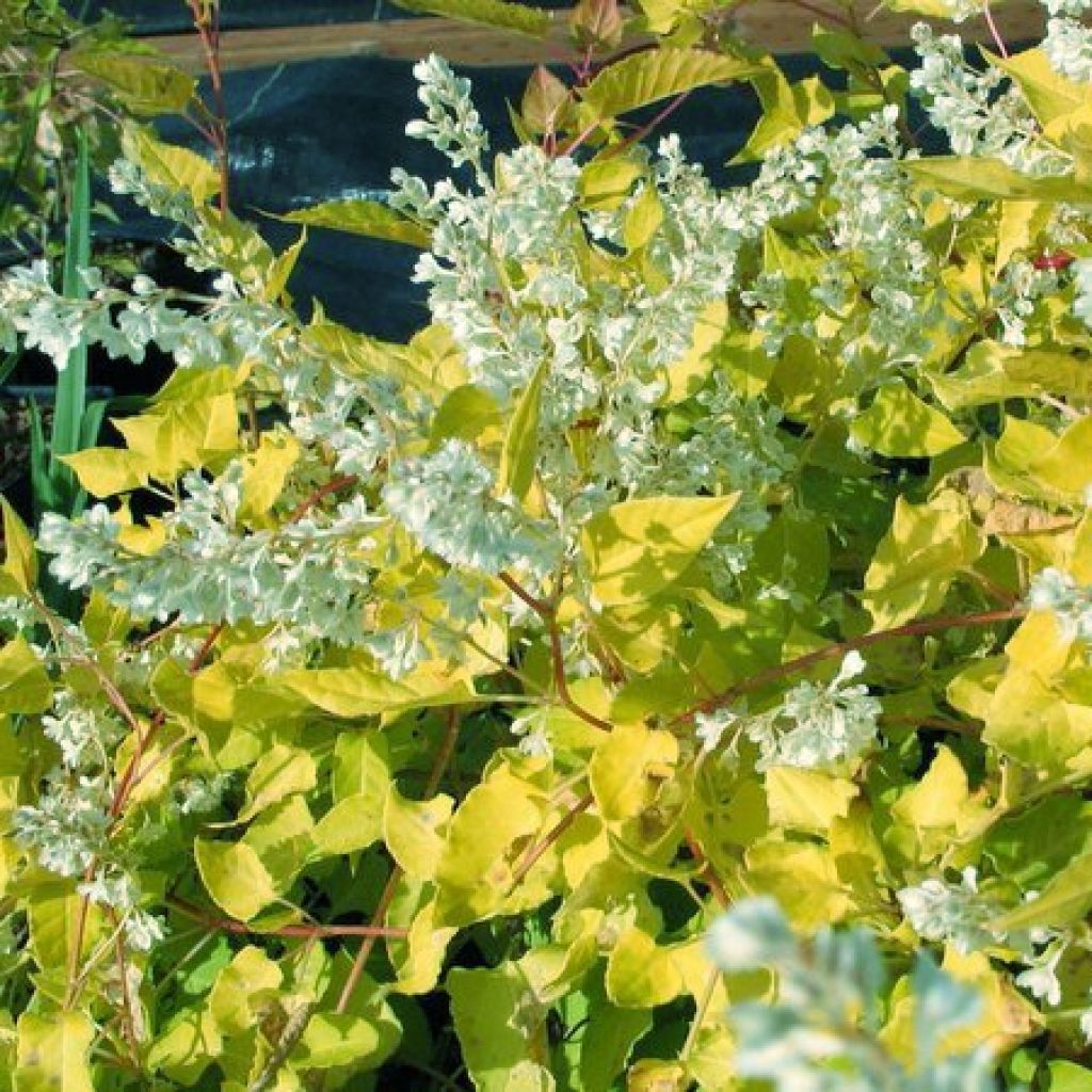 Fallopia aubertii Summer Sunshine