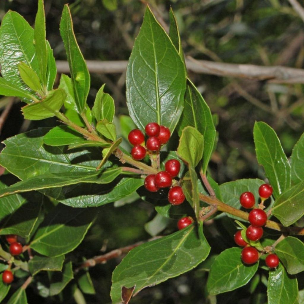 Rhamnus alaternus 