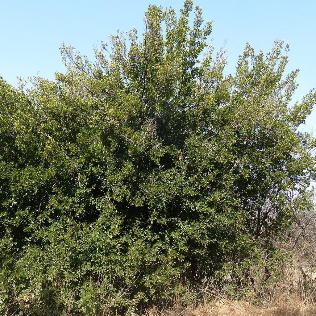 Rhamnus alaternus 