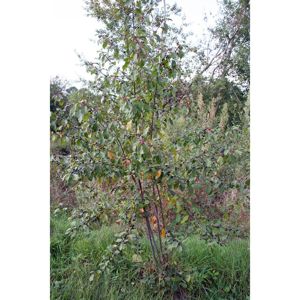 Rhamnus (Frangula) frangula (alnus) 