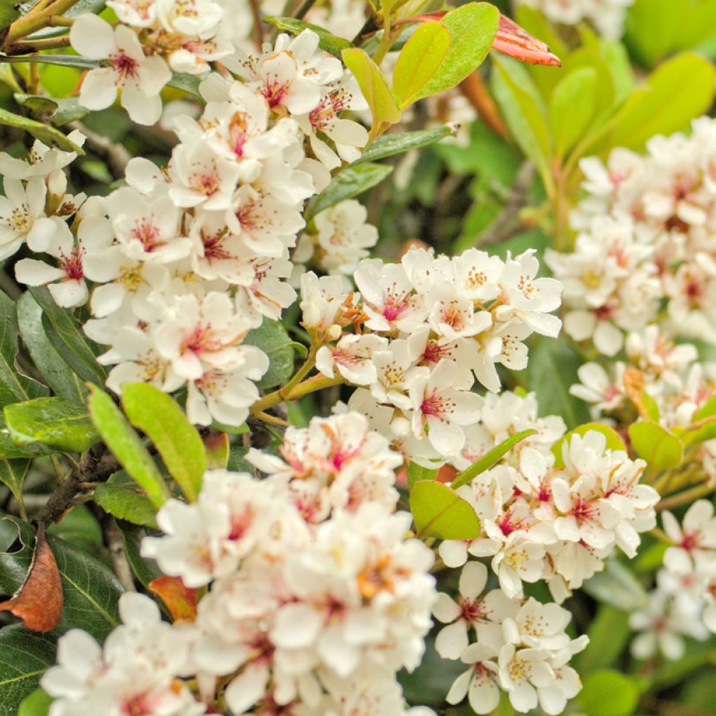 Rhaphiolepis umbellata Minor - Yeddo hawthorn