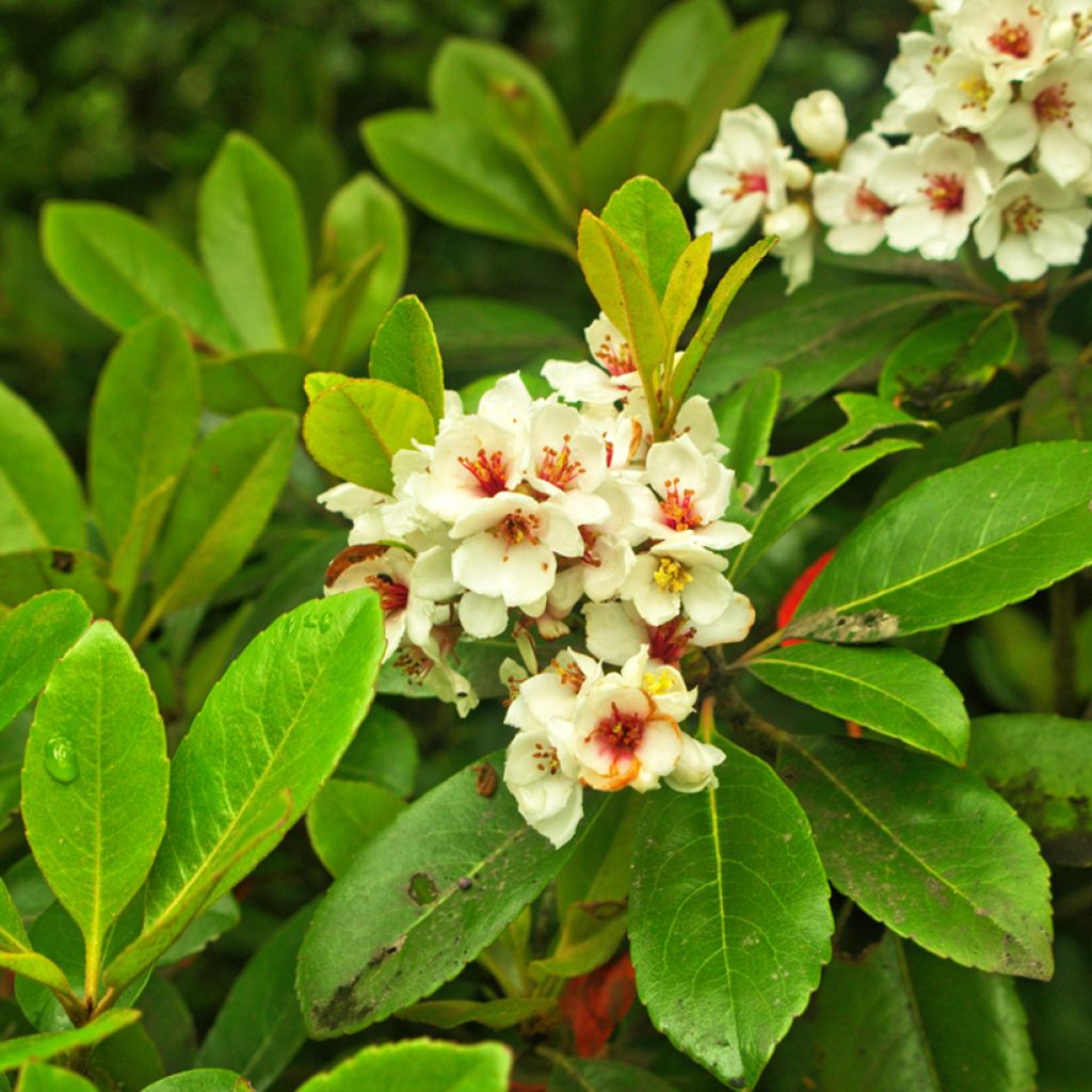 Rhaphiolepis umbellata Minor - Yeddo hawthorn
