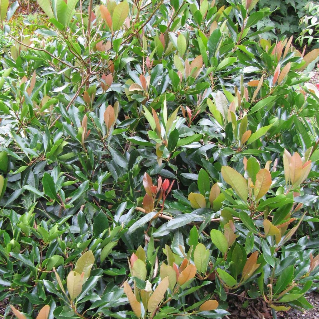 Rhaphiolepis umbellata f. ovata