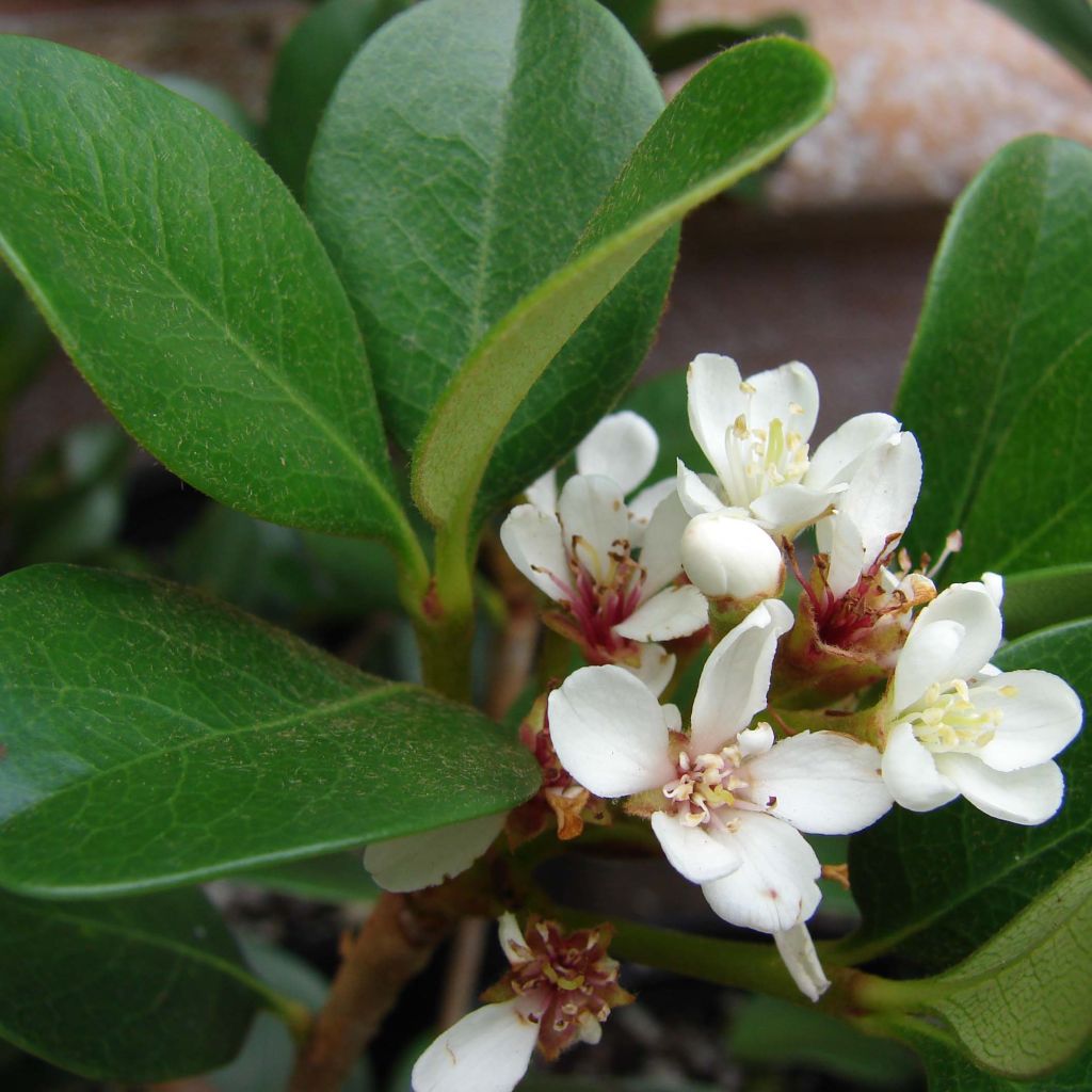 Rhaphiolepis umbellata f. ovata