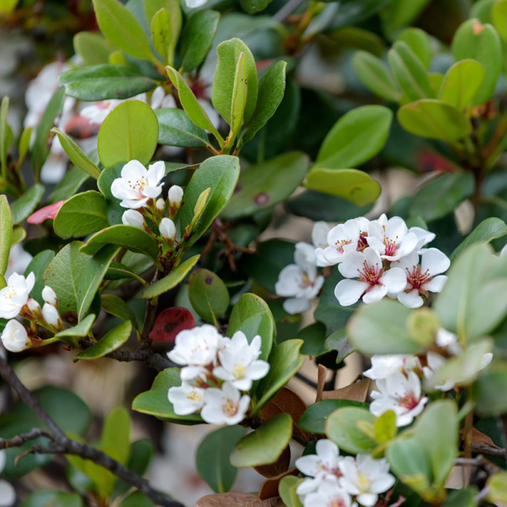 Rhaphiolepis umbellata (japonica)