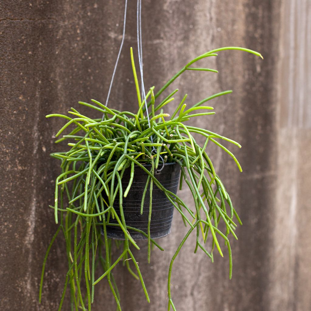 Rhipsalis baccifera - Mistletoe cactus