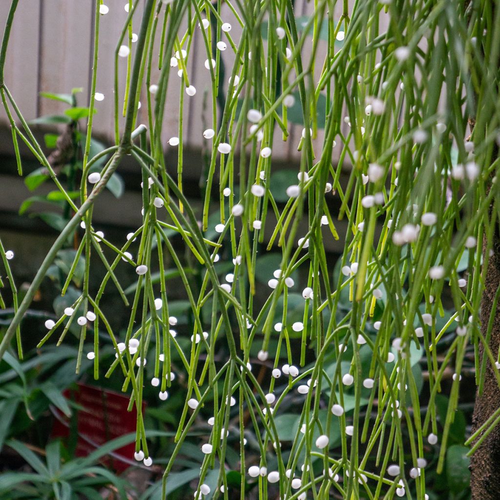 Rhipsalis baccifera - Mistletoe cactus