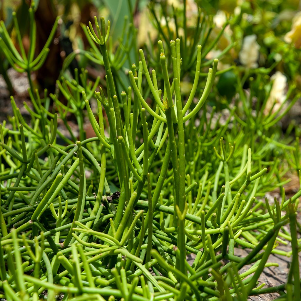 Rhipsalis baccifera - Mistletoe cactus