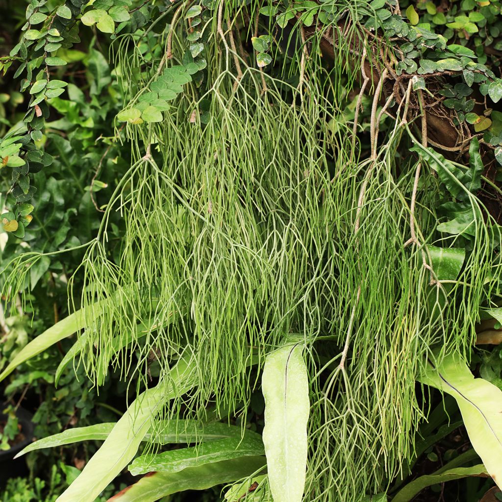 Rhipsalis baccifera - Mistletoe cactus