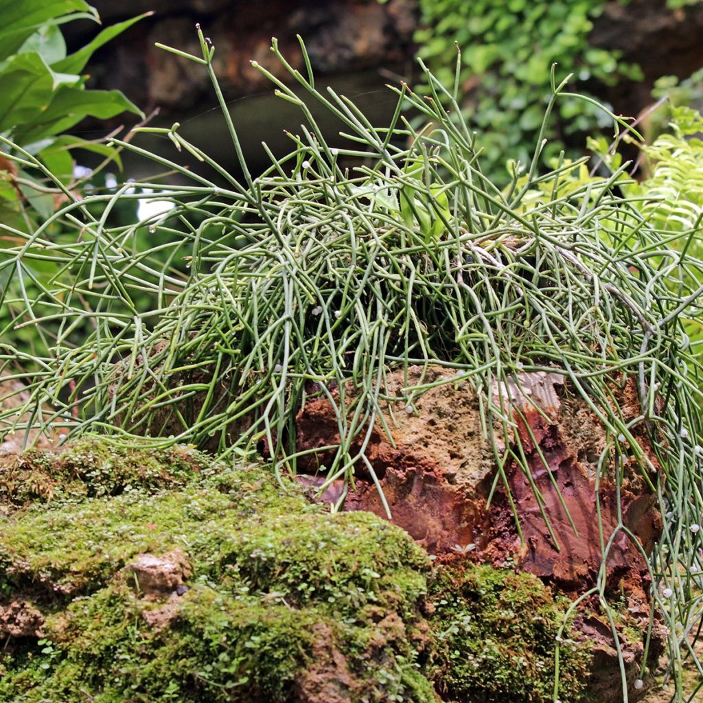 Rhipsalis baccifera - Mistletoe cactus