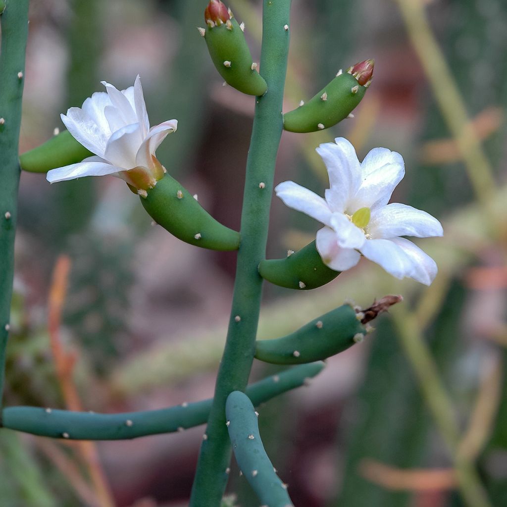 Rhipsalis baccifera - Mistletoe cactus