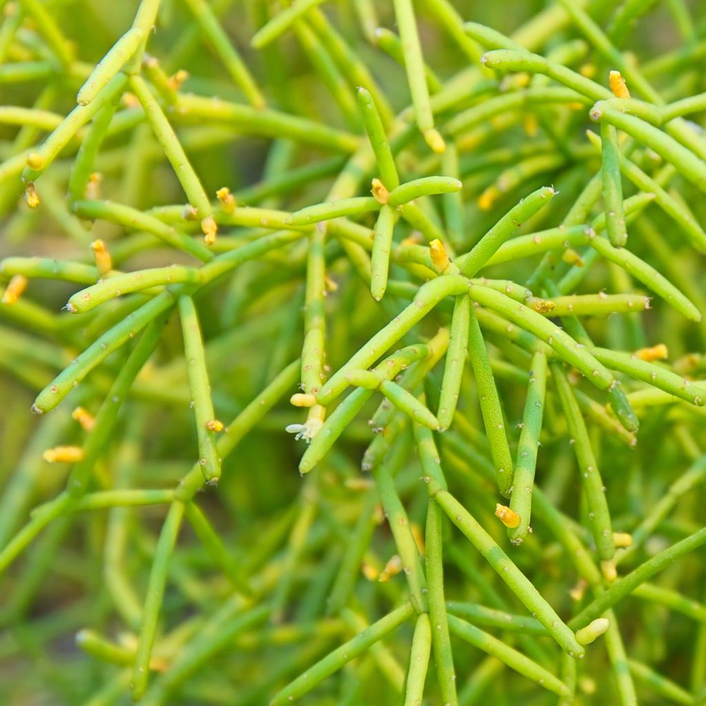 Rhipsalis cereuscula - Coral cactus