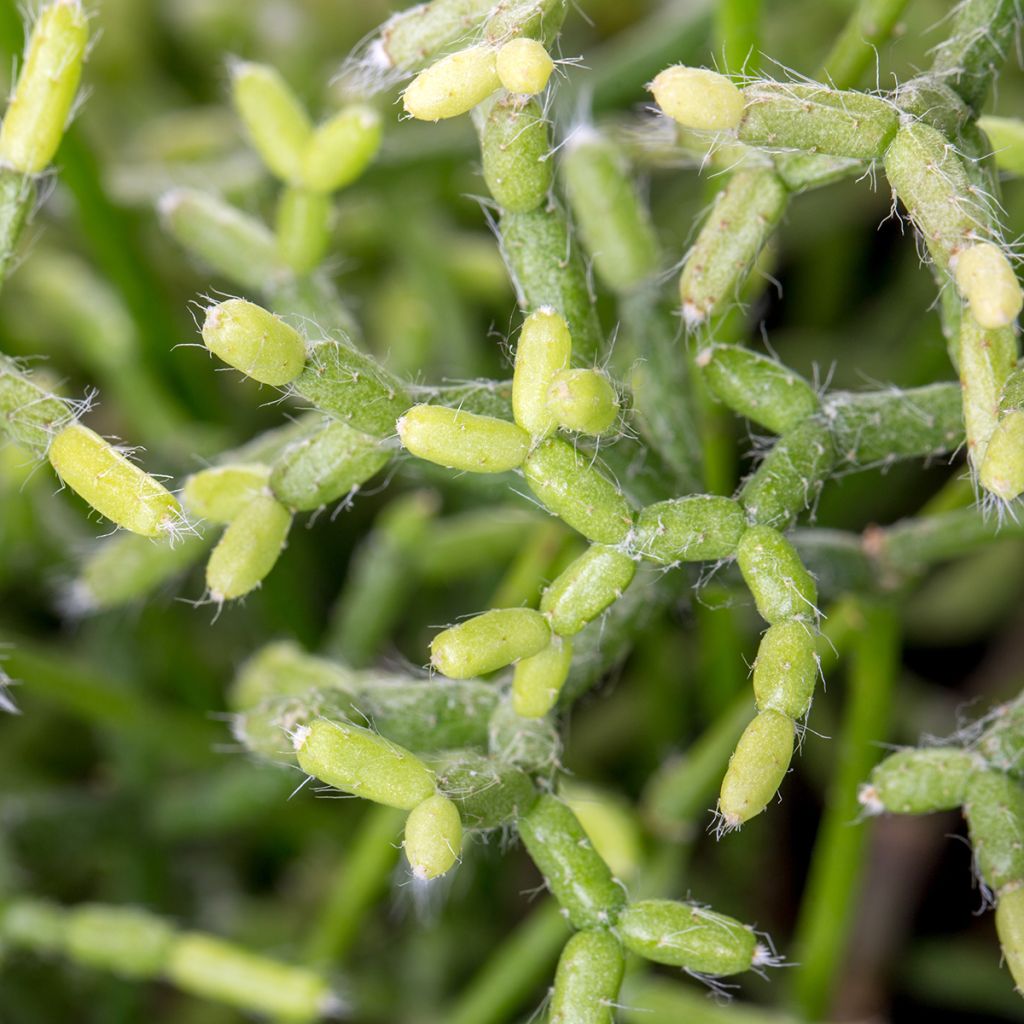 Rhipsalis cereuscula - Coral cactus