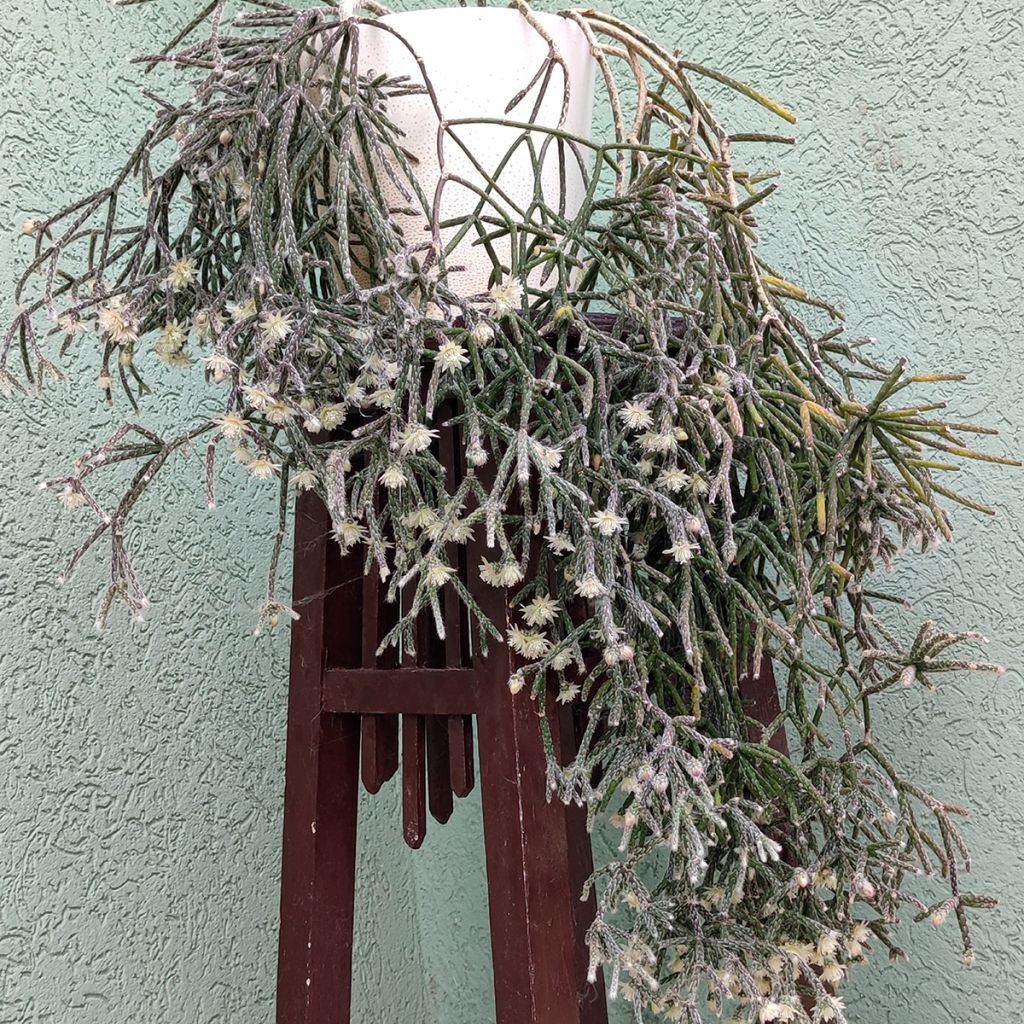 Rhipsalis cereuscula - Coral cactus