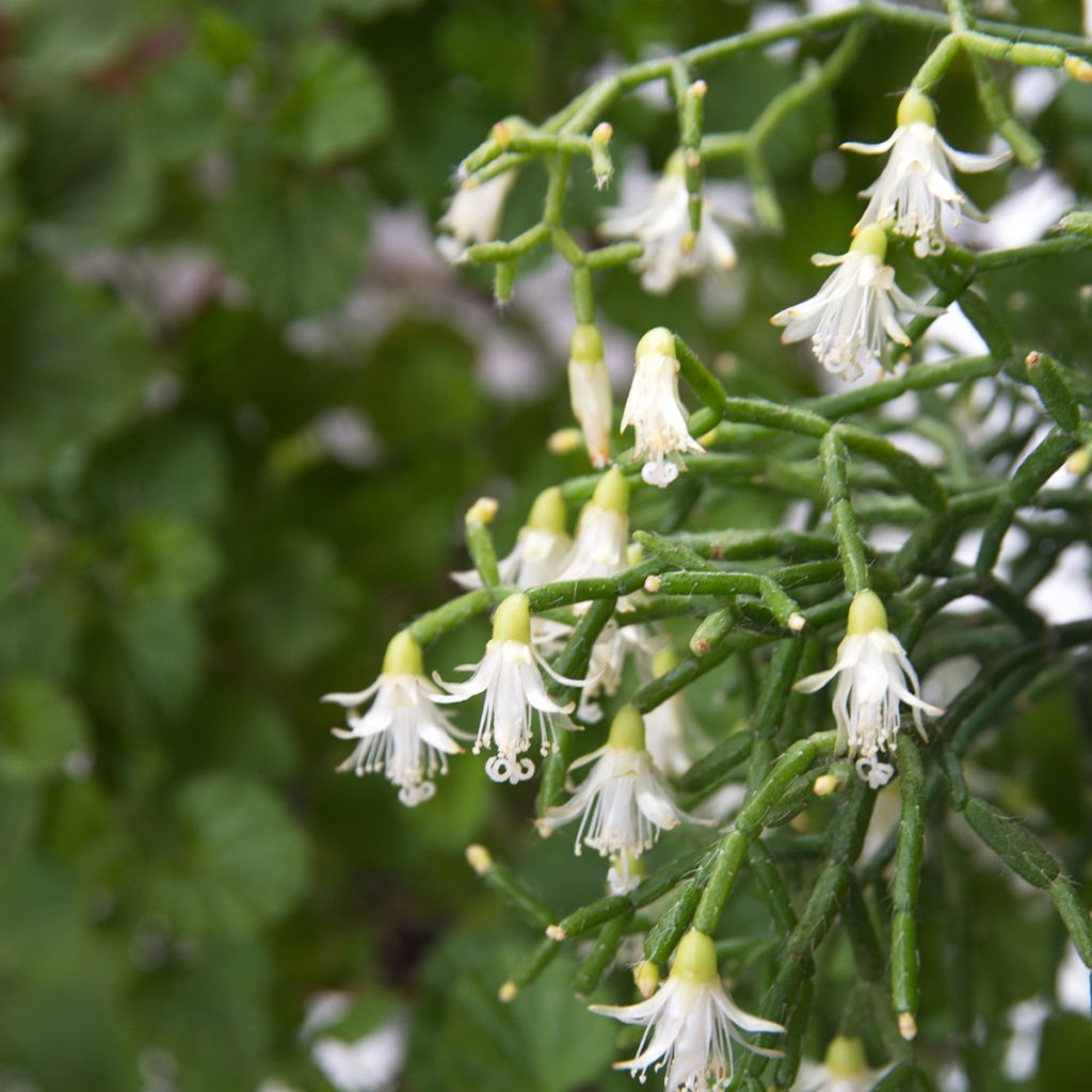 Rhipsalis cereuscula - Coral cactus
