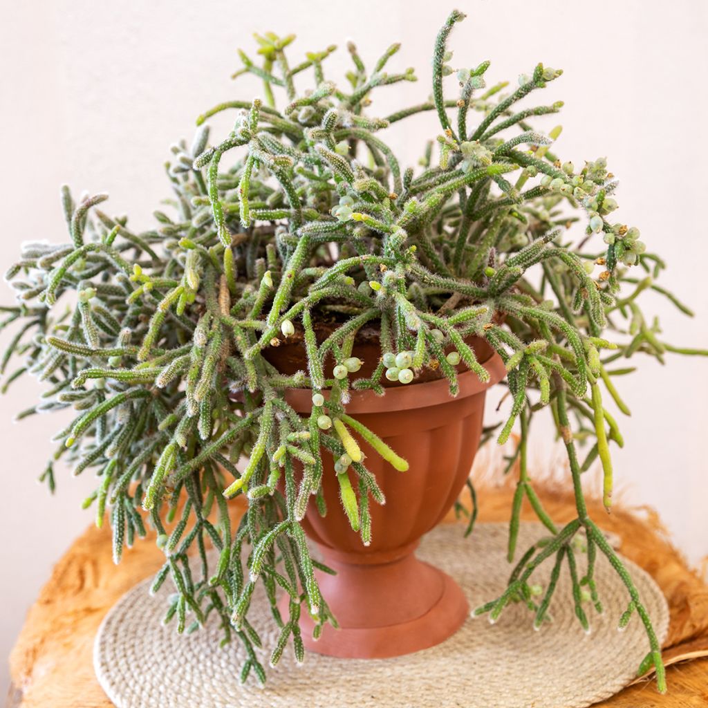 Rhipsalis baccifera subsp. horrida - mistletoe cactus
