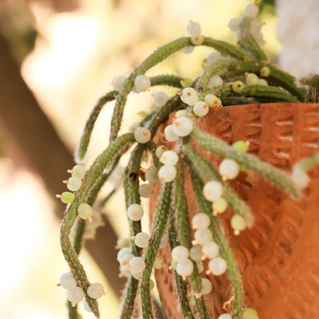 Rhipsalis baccifera subsp. horrida - mistletoe cactus