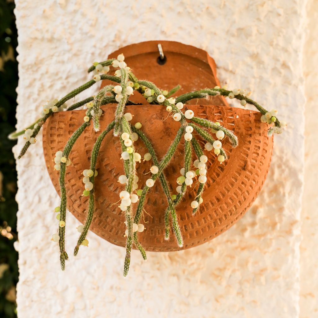 Rhipsalis baccifera subsp. horrida - mistletoe cactus