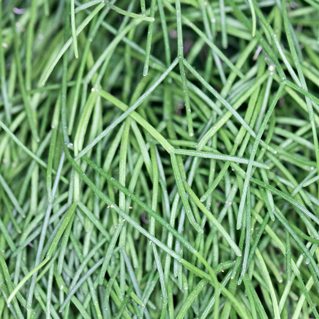 Rhipsalis baccifera - Mistletoe Cactus