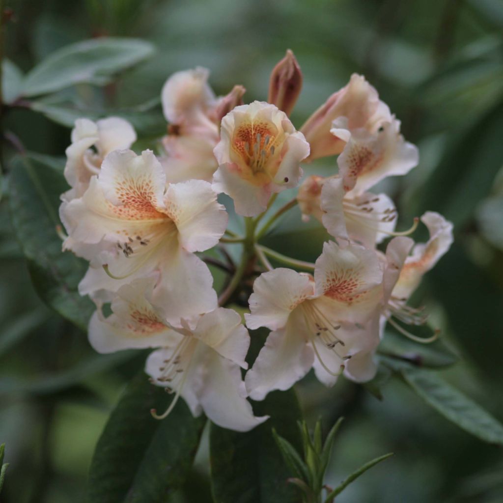 Rhododendron Bernstein