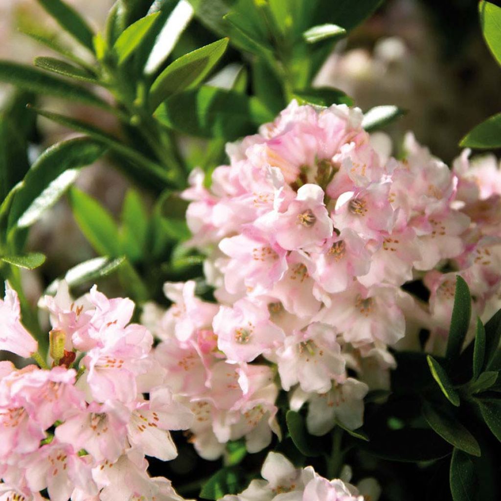 Rhododendron INKARHO Bloombux